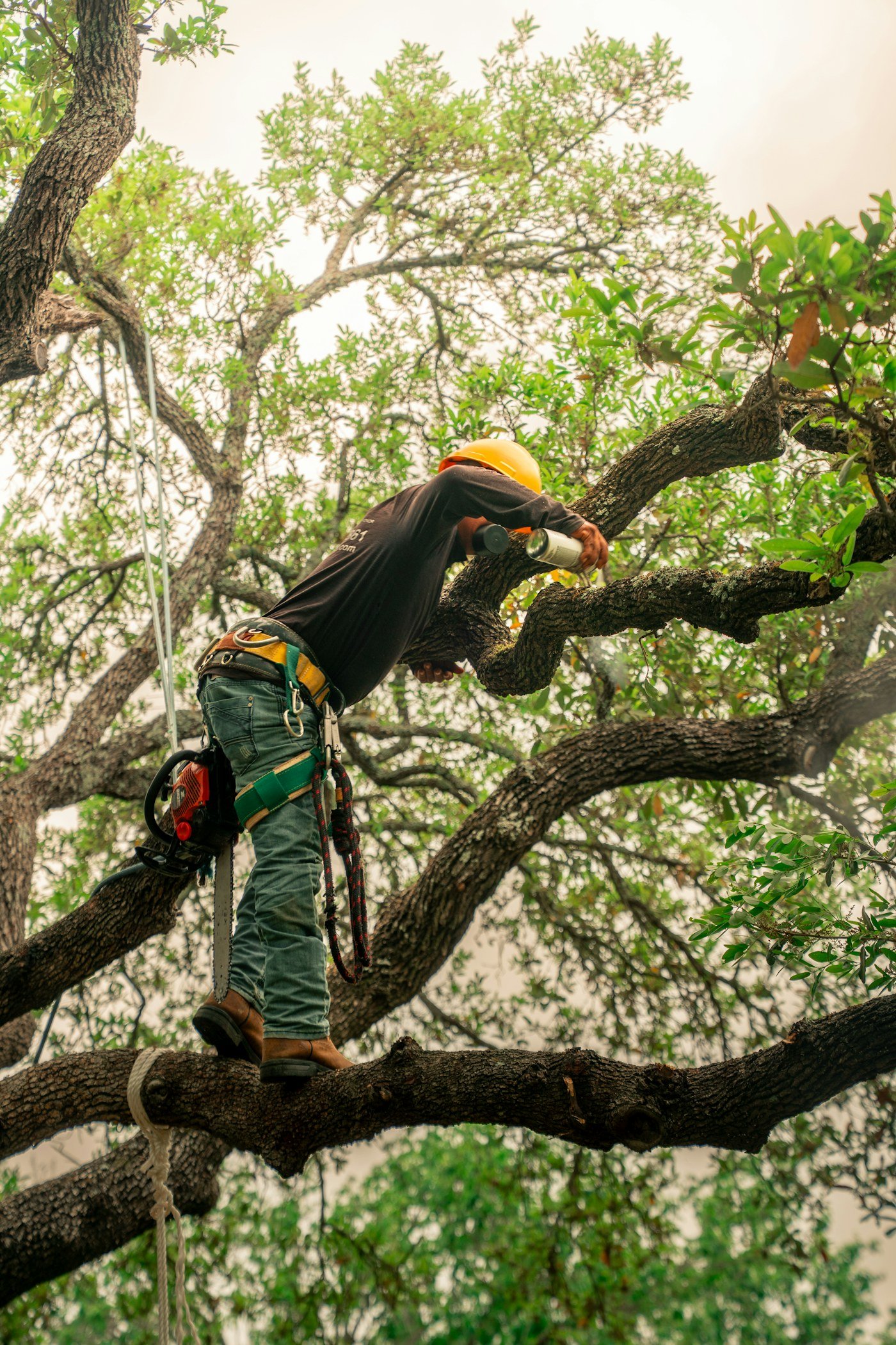 Professional tree care in progress
